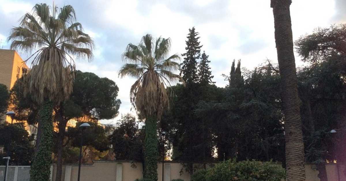 Bari sta perdendo le sue palme: �Il punteruolo rosso non d� scampo�
